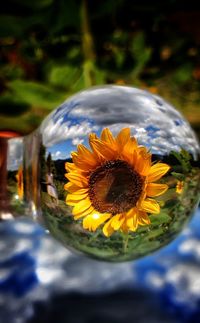 Close-up of sunflower on plant