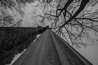 Bare trees against sky