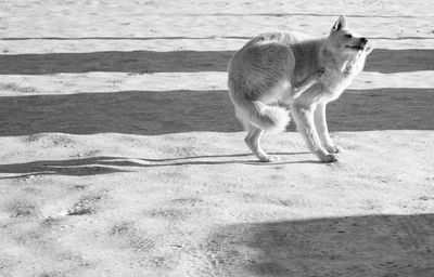 Full length of a cat walking