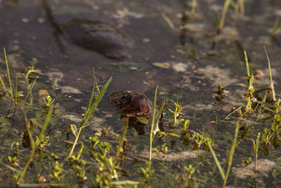 Close-up of frog on field