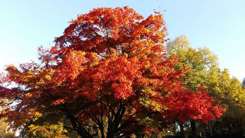 Low angle view of trees against sky