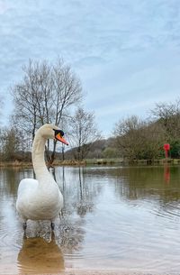Swan in a lake