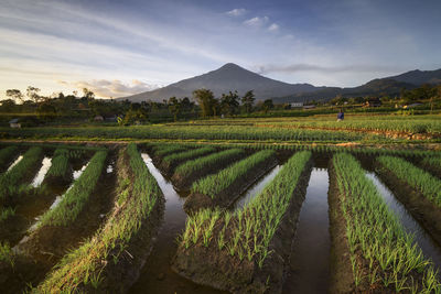 Scenic view of agricultural field against sky