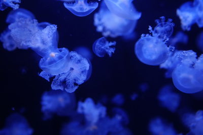 Close-up of jellyfish swimming in sea