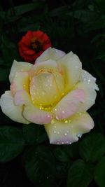 Close-up of wet flower blooming outdoors