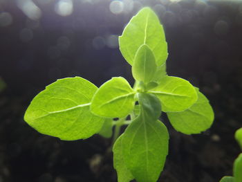 Close-up of green leaves