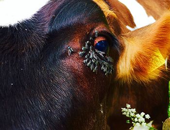 Close-up of horse flower