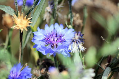 Close-up of purple flowers blooming outdoors