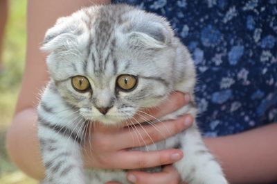 Close-up of hand holding cat