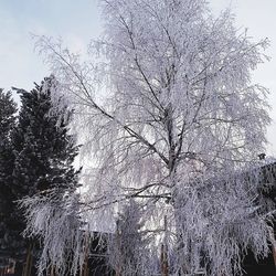 Low angle view of snow covered bare trees