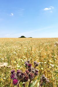 View of oilseed rape field against sky