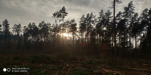 Trees in forest against sky