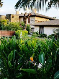 View of palm trees