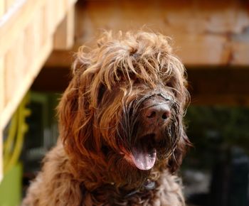 Close-up of brown dog