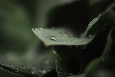 Close up of water droplets on green leaves after a rain.