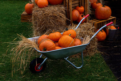 High angle view of pumpkins in yard