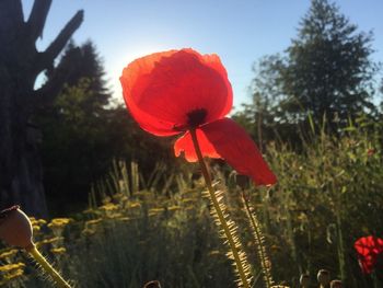 Close-up of red flower blooming against sky