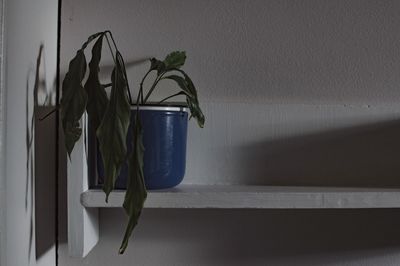 Close-up of potted plant against wall at home