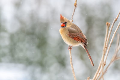 Close-up of bird perching on plant during winter