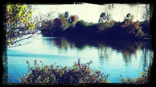 Reflection of trees in water