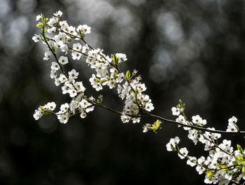 Close-up of white cherry blossoms in spring