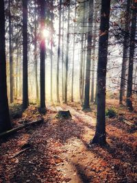 Sunlight streaming through trees in forest