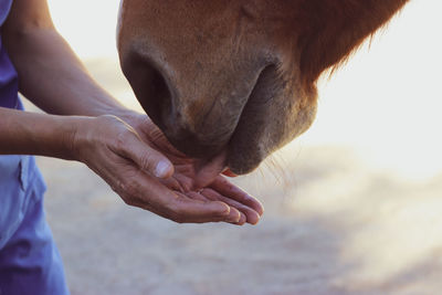 Horse smelling woman's hand giving reiki treatment serene happy loving moment with horse and person