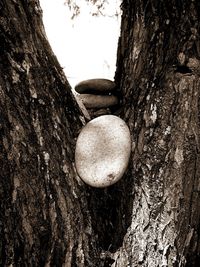 Close-up of tree trunk