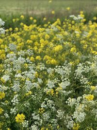 Close-up of fresh yellow flowering plants in field