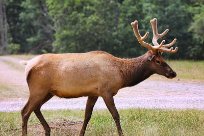 Side view of deer standing on field