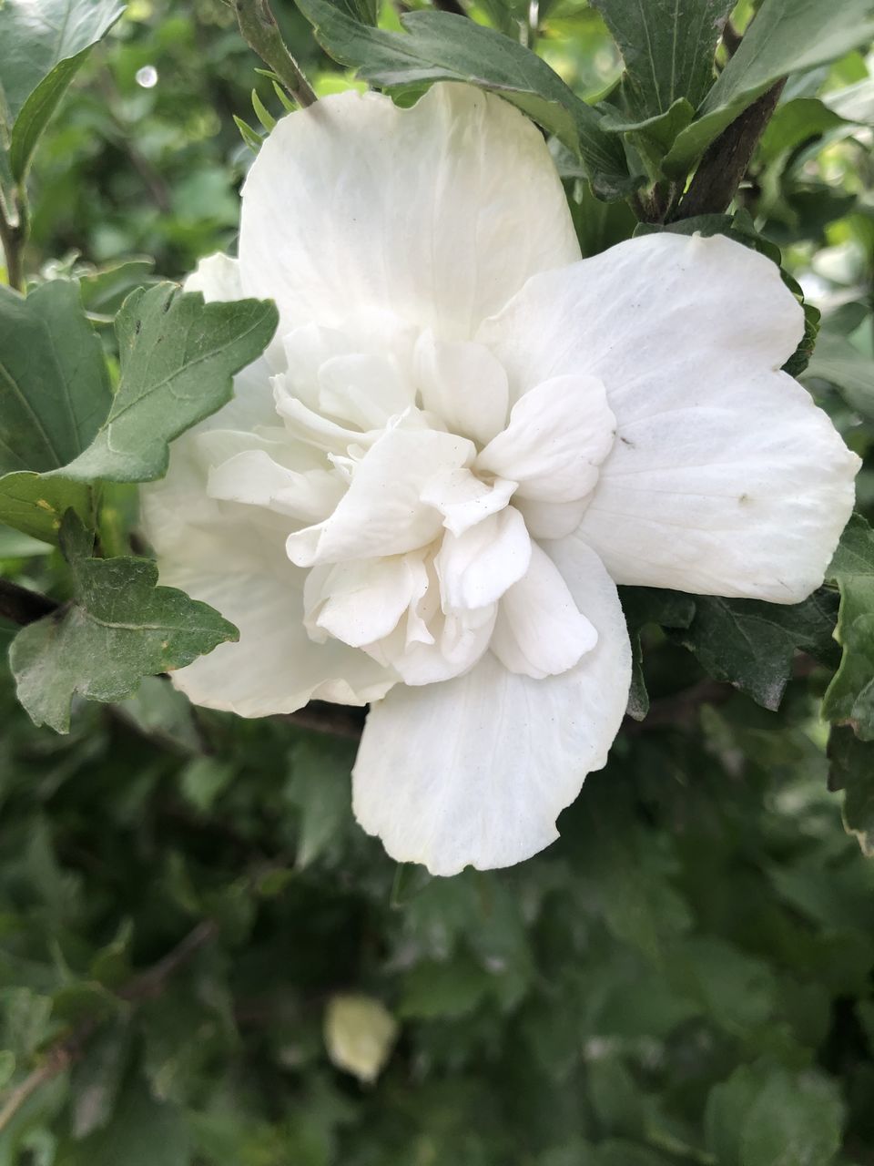 CLOSE-UP OF WHITE FLOWER