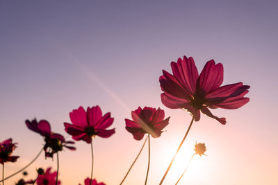 Low angle view of flowering cosmos plant against clear sky