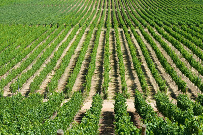 Pattern of wine crops at a vineyard at colchagua valley, chile