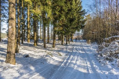 Trees on snow covered landscape