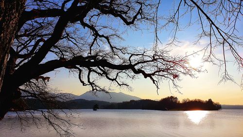 Silhouette tree by lake against sky during sunset