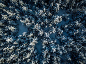 High angle view of people on frozen lake