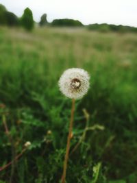 Close-up of dandelion flowers