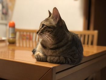 Close-up of a cat looking away at home