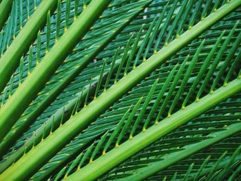 Full frame shot of green leaf