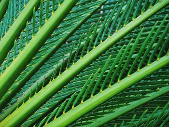 Background of green palm leaves