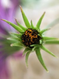 Close-up of insect on flower