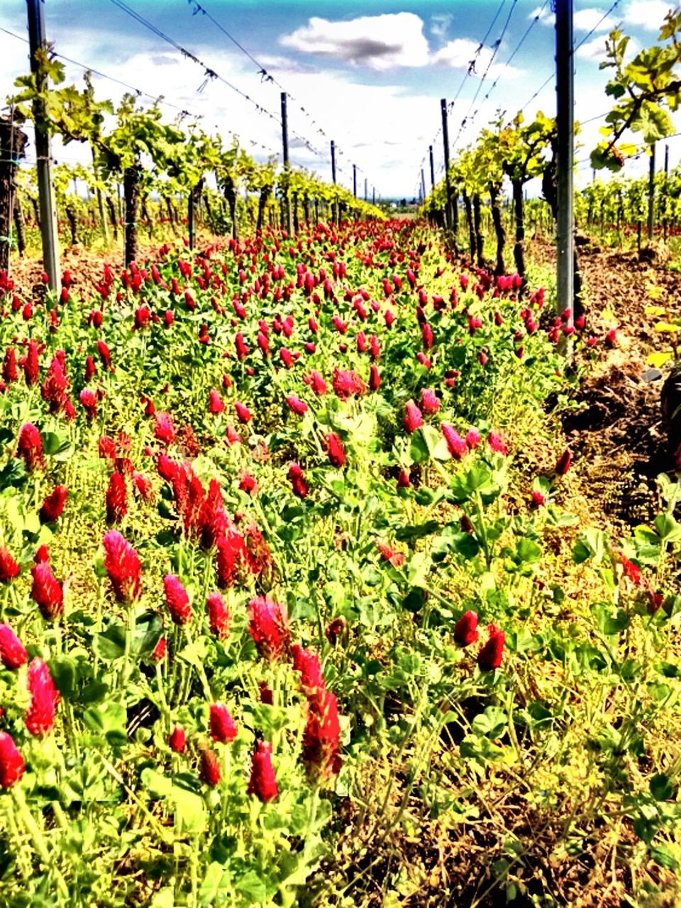 flower, growth, freshness, red, plant, sky, beauty in nature, nature, field, cloud - sky, fragility, blooming, abundance, tulip, green color, day, leaf, in bloom, outdoors, sunlight