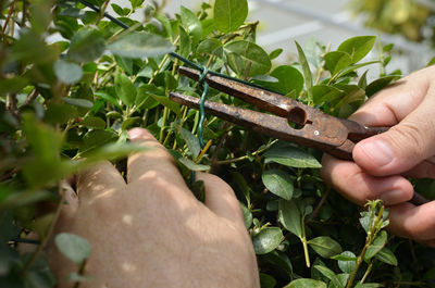 Fastening the wire in a hedgerow with pliers