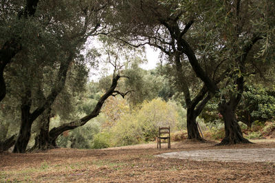 Trees in forest