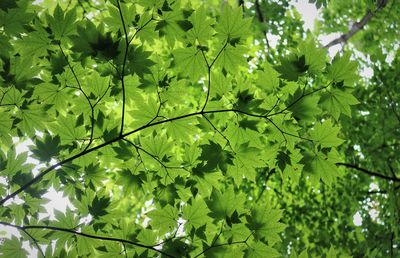 Low angle view of leaves on tree
