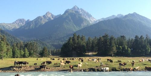 Horses grazing on landscape against mountains