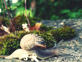 Close-up of snail on rock