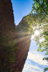 Low angle view of trees against sky
