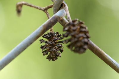 Close-up of plant growing outdoors