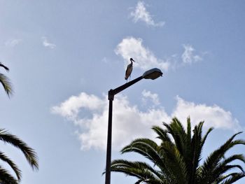 Low angle view of bird perching on palm tree against sky